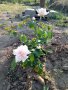Градински храстовидни рози ,ароматни, снимка 5