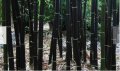 100 бр бамбукови семена градински растения Черен цвят бамбук Moso-Bamboo за декорация на градината д, снимка 14