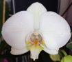 Орхидея фаленопсис в бял цвят, снимка 1 - Стайни растения - 36101970