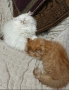 Породисти пухкави персийски котета, снимка 2