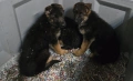 Немски овчарки , снимка 10