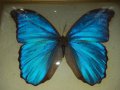 Пеперуда в рамка N2, снимка 2
