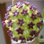 Хоя, hoya cinnamomifolia, снимка 1