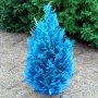 100 бр. семена кипарис синя елха бор сини иглолистни кипарисови дървета бонсай екзотични за градина , снимка 5