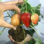 100 гигантски ягодови семена от плод ягода ягоди органични плодови ягодови семена от вкусни ягоди от, снимка 16