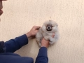 Померан чета едно мъжко и две женски, снимка 5