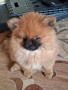 Померански шпиц, снимка 3