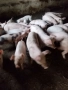 Малки прасета от 25до40кг., снимка 2