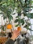 Лимон Мандарина Портокал Помело Лайм Лаймкуат Кумкуат Мандаринкуат, снимка 10