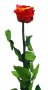 Естествени стабилизирани рози и цвят роза-за дома, подарък, декорация с мъх, снимка 17