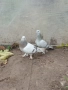 Продавам гълъби *, снимка 8