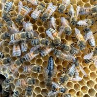  Пчелни отводки, снимка 1 - За пчели - 43980958