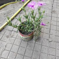 Делосперма , снимка 2 - Градински цветя и растения - 36370328