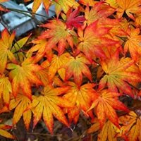 Японски клен(Катсура)\Acer palmatum Katsura, снимка 6 - Градински цветя и растения - 39938257