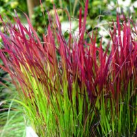 Imperata 'Red Baron', Декоративна трева, снимка 3 - Градински цветя и растения - 37058656