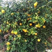Портокал трилистен,Poncirus trifoliata, семена и растения, снимка 6 - Градински цветя и растения - 27077029