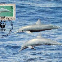 Монтсерат 1990 - 4 броя Карти Максимум - WWF, снимка 4 - Филателия - 38890706