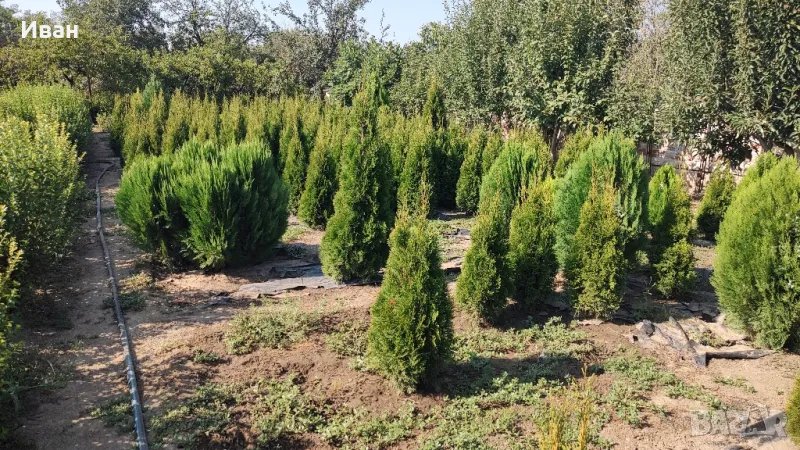 Продавам Туя Смарагд, снимка 1