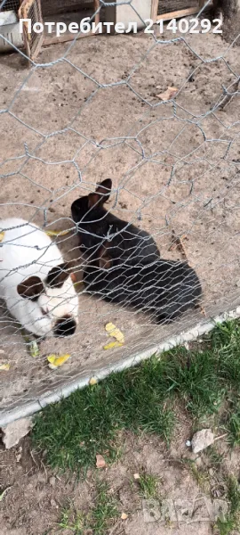 Продавам  зайчета, снимка 1