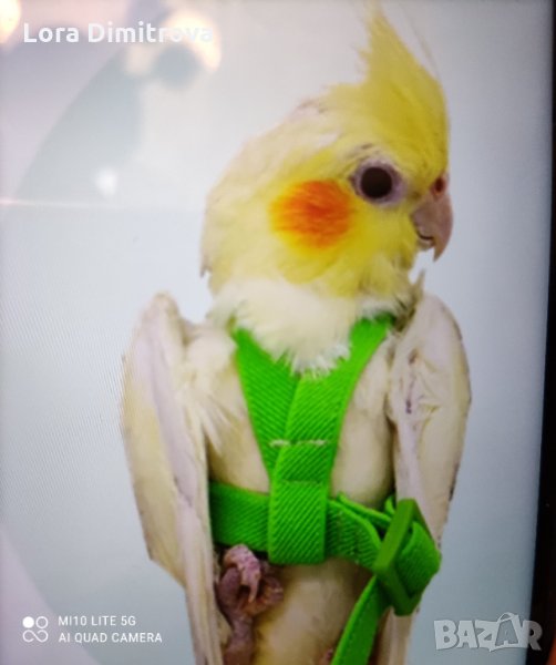 Харнест, нагръдник,каишка за среден папагал, снимка 1