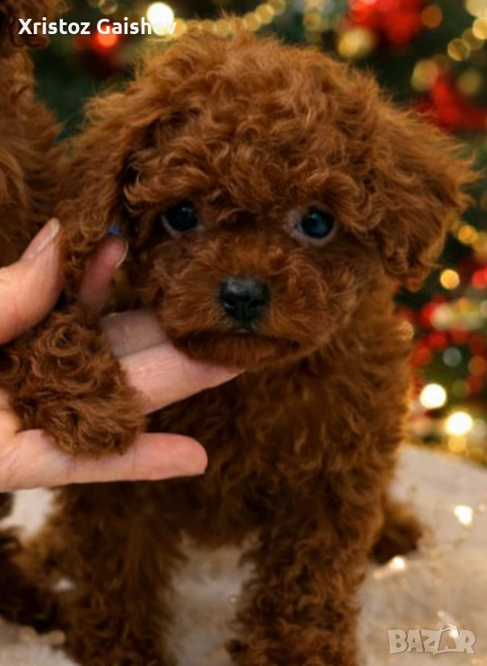  Азиатско момче Тийкъп , снимка 1