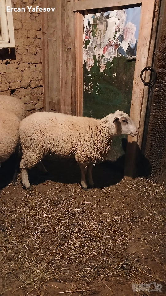 коч на 1година., снимка 1