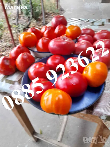 Семена Домат Стари Селски Сортове – Биологично и Екологично Отглеждани и Тютюн, снимка 1