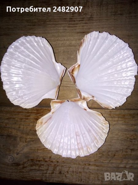 Океански миди, снимка 1