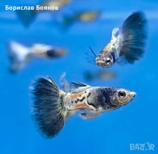 Гупа Blue Metal snake skin , снимка 1