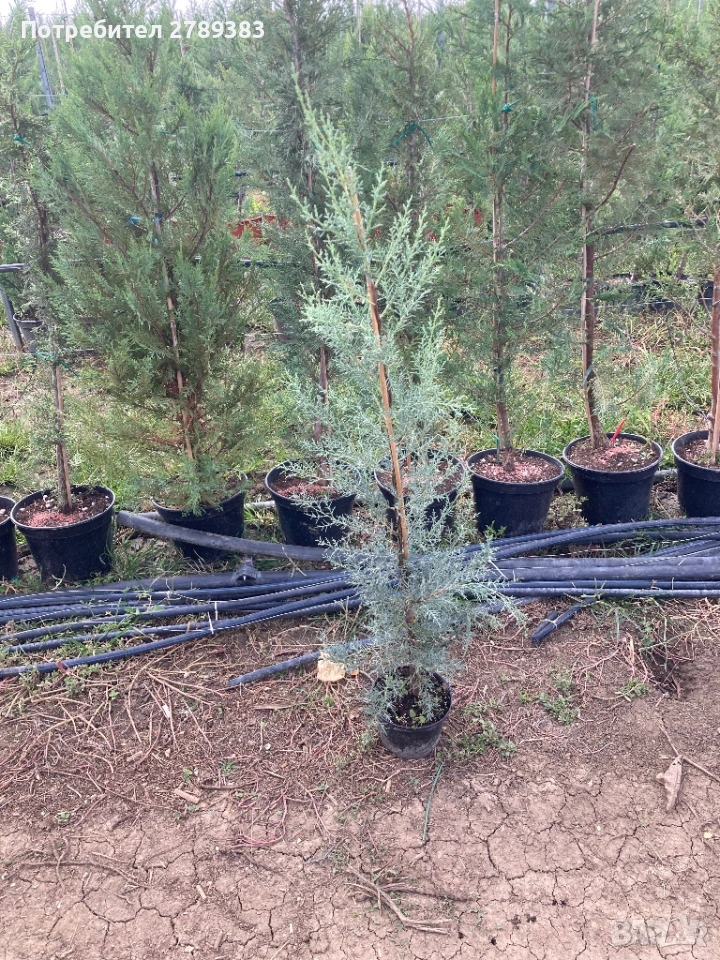 Аризонски Кипарис, снимка 1