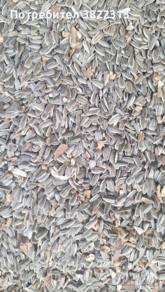 Продавам слънчоглед шарен хайсън, снимка 1