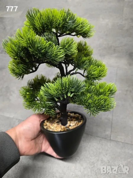 Бонзай , Бонсай, снимка 1