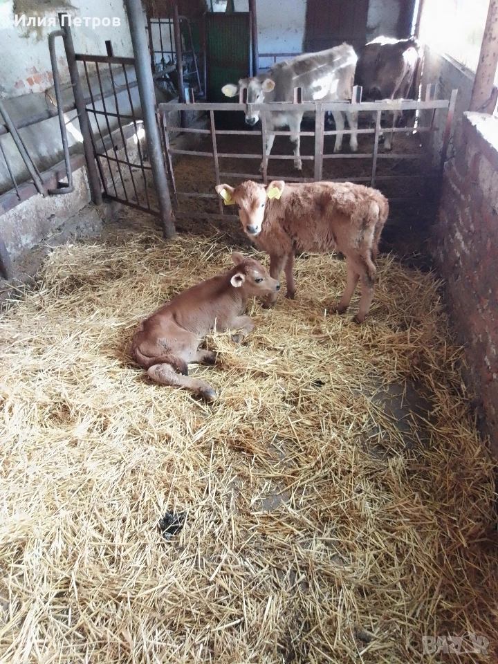 теле, снимка 1