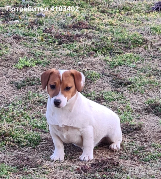 Джак Ръсел териер , снимка 1