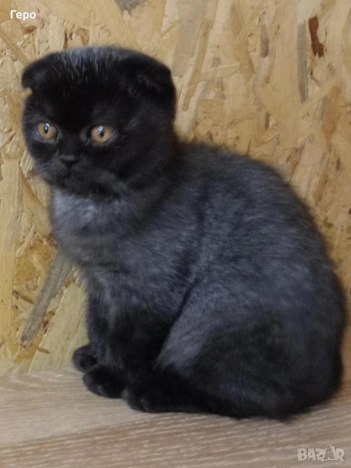 шотландски писита , снимка 1