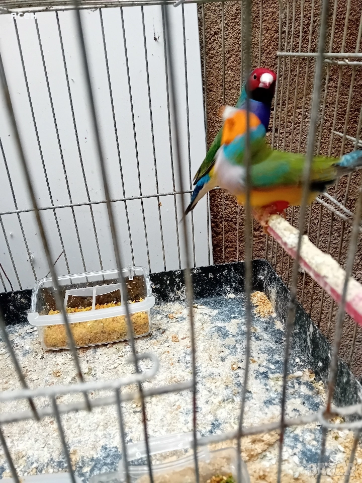 Продавам гулдови амадини , снимка 1