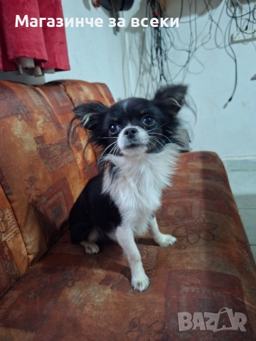 Мъжки чихуахуа търси женска, снимка 6 - Чихуахуа - 52471162