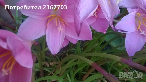 Продавам луковици на зефирантес , снимка 2 - Градински цветя и растения - 28076162