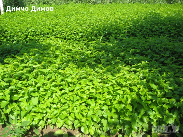 Продавам подложки махалебка и джанка, снимка 12 - Сортови семена и луковици - 52732245