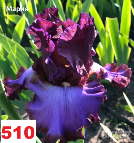 Сортови вискоки ириси /брадати ириси, снимка 5 - Градински цветя и растения - 51459407
