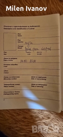 Джак Ръсел териер, снимка 7 - Джак ръсел териер - 52710876