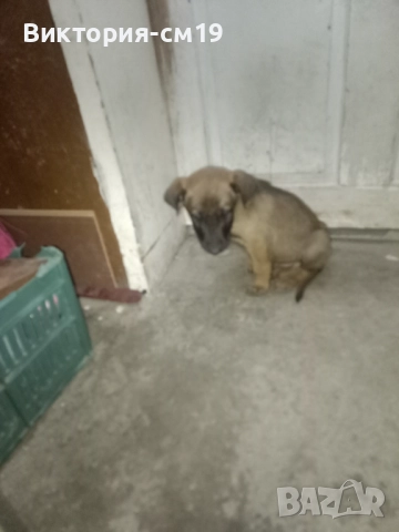Подарявам кученца, снимка 5 - Белгийска овчарка - 52862922