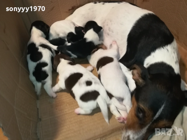 ДЖАК РЪСЕЛ-ПРОДАВАМЕ КУЧЕНЦА 250ЛВ ЗА БРОЙ 2908250958, снимка 16 - Джак ръсел териер - 51530695