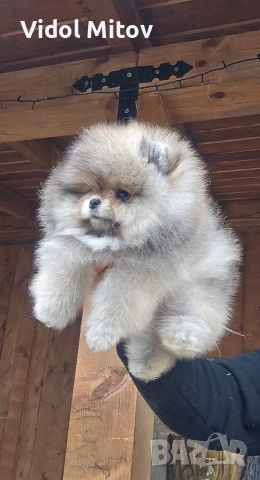 Мини Померан момче , снимка 2 - Померан - 53479589