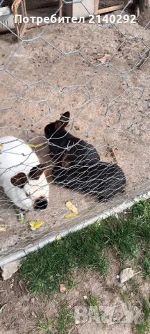 Продавам  зайчета