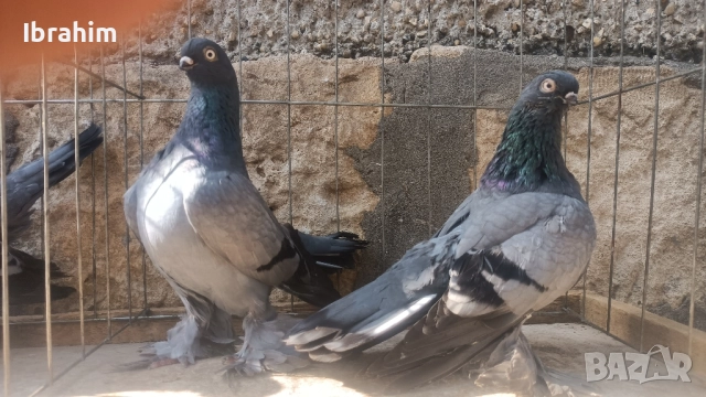 Берлински Късоклун , снимка 3 - Амадини - 47839363