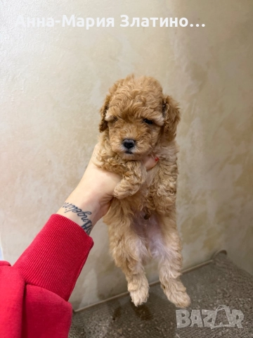 Той пудел момче, снимка 2 - Пудели - 52605999