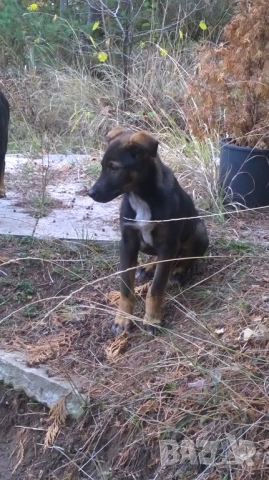 кученца, снимка 3 - Померан - 52187728