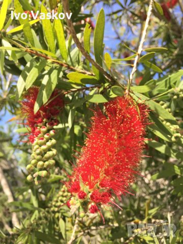 семенца от екзотично растение от Ливан, снимка 1