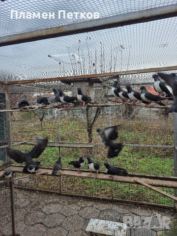 Унгарска калугерка (лястовица), снимка 3 - Гълъби - 53062566